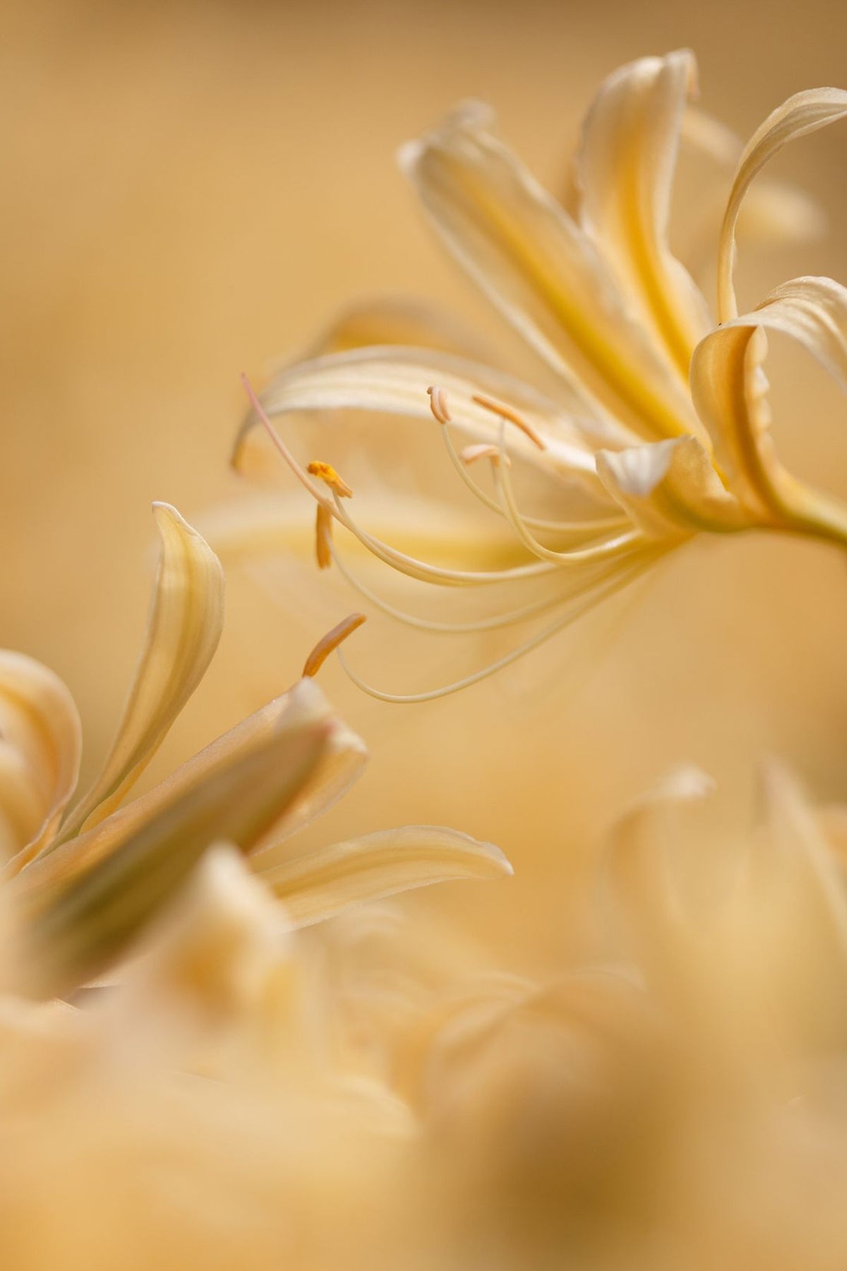 Honeysuckle Scented Candle