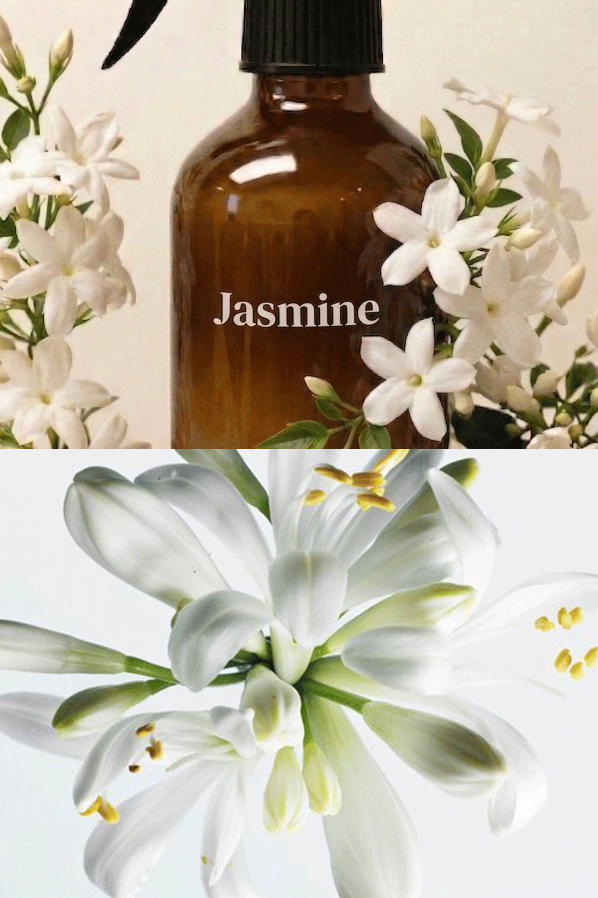 Jasmine